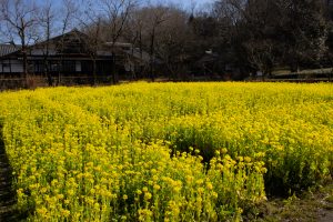 岐阜清流里山公園、菜の花、２月の春の花、岐阜県美濃加茂市の観光・撮影スポットを画像と写真