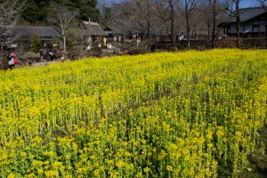 岐阜清流里山公園、菜の花、２月の春の花、岐阜県美濃加茂市の観光・撮影スポットを画像と写真