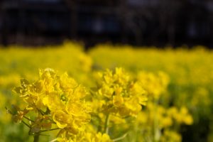 岐阜清流里山公園、菜の花、２月の春の花、岐阜県美濃加茂市の観光・撮影スポットを画像と写真