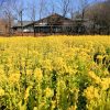 岐阜清流里山公園、菜の花、２月の春の花、岐阜県美濃加茂市の観光・撮影スポットを画像と写真
