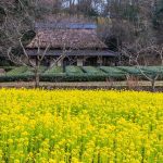 岐阜清流里山公園、菜の花、２月の春の花、岐阜県美濃加茂市の観光・撮影スポットを画像と写真