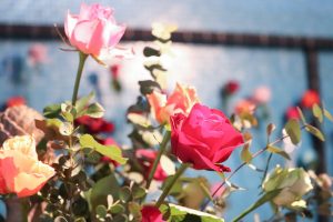 花フェスタ記念公園、ハッピー・ローズ・バレンタイン、2月、岐阜県可児市の観光・撮影スポットの画像と写真