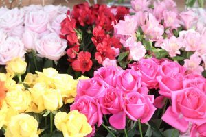花フェスタ記念公園、ハッピー・ローズ・バレンタイン、2月、岐阜県可児市の観光・撮影スポットの画像と写真