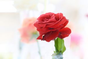 花フェスタ記念公園、ハッピー・ローズ・バレンタイン、2月、岐阜県可児市の観光・撮影スポットの画像と写真