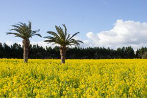 伊良湖菜の花ガーデン、2月の春の花、愛知県田原市の観光・撮影スポットの画像と写真