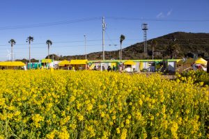 伊良湖菜の花ガーデン、2月の春の花、愛知県田原市の観光・撮影スポットの画像と写真