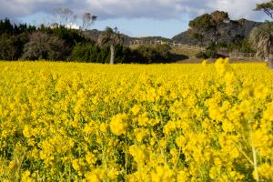 伊良湖菜の花ガーデン、2月の春の花、愛知県田原市の観光・撮影スポットの画像と写真