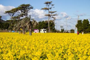 伊良湖菜の花ガーデン、2月の春の花、愛知県田原市の観光・撮影スポットの画像と写真