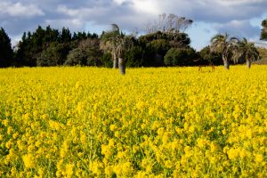伊良湖菜の花ガーデン、2月の春の花、愛知県田原市の観光・撮影スポットの画像と写真