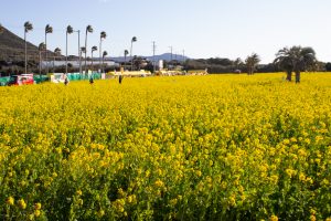伊良湖菜の花ガーデン、2月の春の花、愛知県田原市の観光・撮影スポットの画像と写真