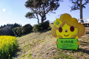 伊良湖菜の花ガーデン、2月の春の花、愛知県田原市の観光・撮影スポットの画像と写真