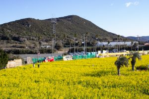 伊良湖菜の花ガーデン、2月の春の花、愛知県田原市の観光・撮影スポットの画像と写真