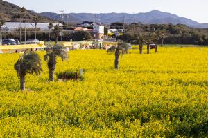 伊良湖菜の花ガーデン、2月の春の花、愛知県田原市の観光・撮影スポットの画像と写真