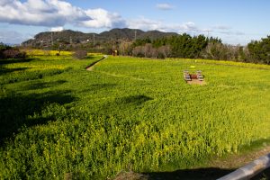伊良湖菜の花ガーデン、2月の春の花、愛知県田原市の観光・撮影スポットの画像と写真