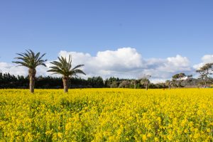 伊良湖菜の花ガーデン、2月の春の花、愛知県田原市の観光・撮影スポットの画像と写真