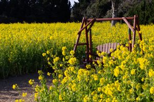 伊良湖菜の花ガーデン、2月の春の花、愛知県田原市の観光・撮影スポットの画像と写真
