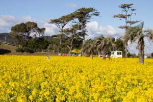 伊良湖菜の花ガーデン、2月の春の花、愛知県田原市の観光・撮影スポットの画像と写真