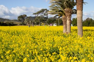 伊良湖菜の花ガーデン、2月の春の花、愛知県田原市の観光・撮影スポットの画像と写真