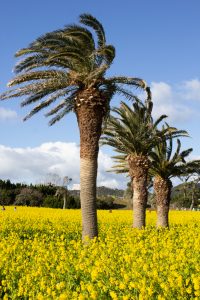 伊良湖菜の花ガーデン、2月の春の花、愛知県田原市の観光・撮影スポットの画像と写真