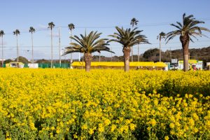 伊良湖菜の花ガーデン、2月の春の花、愛知県田原市の観光・撮影スポットの画像と写真