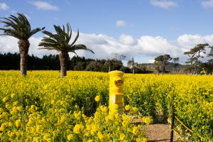 伊良湖菜の花ガーデン、2月の春の花、愛知県田原市の観光・撮伊良湖菜の花ガーデン、2月の春の花、愛知県田原市の観光・撮影スポットの画像と写真