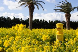 伊良湖菜の花ガーデン、2月の春の花、愛知県田原市の観光・撮影スポットの画像と写真
