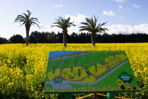 伊良湖伊良湖菜の花ガーデン、2月の春の花、愛知県田原市の観光・撮影スポットの画像と写真