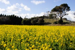 伊良湖菜の花ガーデン、2月の春の花、愛知県田原市の観光・撮影スポットの画像と写真