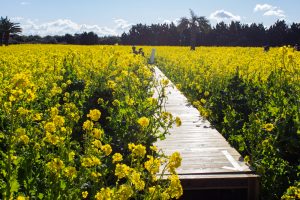 伊良湖菜の花ガーデン、2月の春の花、愛知県田原市の観光・撮影スポットの画像と写真