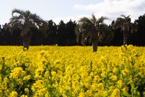 伊良湖菜の花ガーデン、2月の春の花、愛知県田原市の観光・撮影スポットの画像と写真