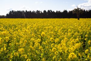 伊良湖菜の花ガーデン、2月の春の花、愛知県田原市の観光・撮影スポットの画像と写真