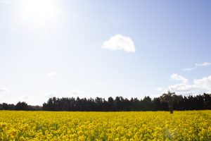 伊良湖菜の花ガーデン、2月の春の花、愛知県田原市の観光・撮影スポットの画像と写真