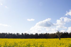 伊良湖菜の花ガーデン、2月の春の花、愛知県田原市の観光・撮影スポットの画像と写真