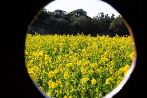 伊良湖菜の花ガーデン、2月の春の花、愛知県田原市の観光・撮影スポットの画像と写真
