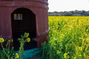 伊良湖菜の花ガーデン、2月の春の花、愛知県田原市の観光・撮影スポットの画像と写真