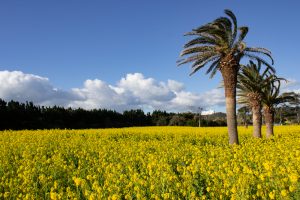 伊良湖菜の花ガーデン、2月の春の花、愛知県田原市の観光・撮影スポットの画像と写真