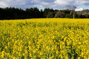伊良湖菜の花ガーデン、2月の春の花、愛知県田原市の観光・撮影スポットの画像と写真