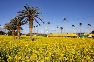 伊良湖菜の花ガーデン、2月の春の花、愛知県田原市の観光・撮影スポットの画像と写真