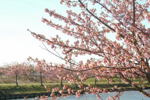 松阪河津桜ロード、2月春の花、三重県松阪市の観光・撮影スポットの画像と写真