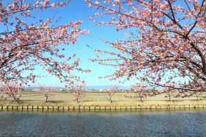 松阪河津桜ロード、2月春の花、三重県松阪市の観光・撮影スポットの画像と写真