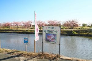 松阪河津桜ロード、2月春の花、三重県松阪市の観光・撮影スポットの画像と写真
