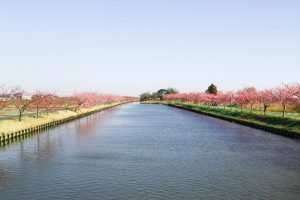 松阪河津桜ロード、2月春の花、三重県松阪市の観光・撮影スポットの画像と写真