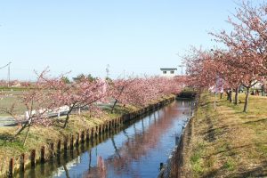 松阪河津桜ロード、2月春の花、三重県松阪市の観光・撮影スポットの画像と写真