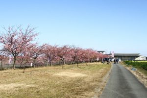 松阪河津桜ロード、2月春の花、三重県松阪市の観光・撮影スポットの画像と写真