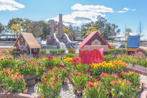 木曽三川公園センター、アイスチューリップ、1月冬の花、岐阜県海津市の観光・撮影スポットの画像と写真