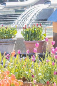 木曽三川公園センター、アイスチューリップ、1月冬の花、岐阜県海津市の観光・撮影スポットの画像と写真