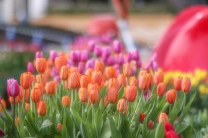 木曽三川公園センター、アイスチューリップ、1月冬、岐阜県海津市の観光・撮影スポットの画像と写真