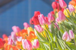 木曽三川公園センター、アイスチューリップ、1月冬の花、岐阜県海津市の観光・撮影スポットの画像と写真
