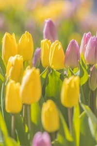 木曽三川公園センター、アイスチューリップ、1月冬の花、岐阜県海津市の観光・撮影スポットの画像と写真