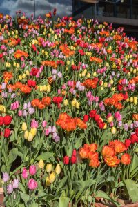 木曽三川公園センター、アイスチューリップ、1月冬の花、岐阜県海津市の観光・撮影スポットの画像と写真
